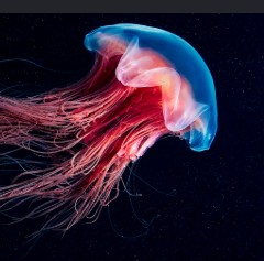 collection-img